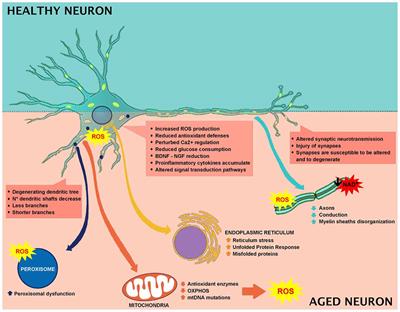 Neuronal Cells Rearrangement During Aging and Neurodegenerative Disease: Metabolism, Oxidative Stress and Organelles Dynamic